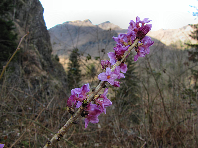 Daphne mezereum